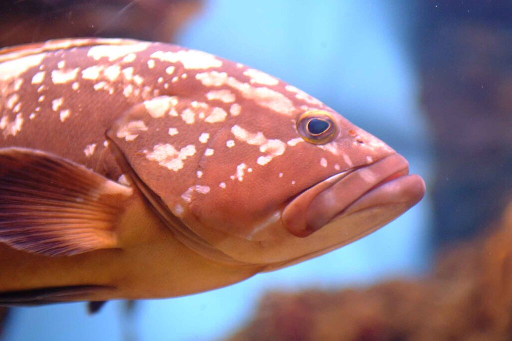 Dusky grouper