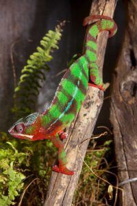 Furciper pardalis