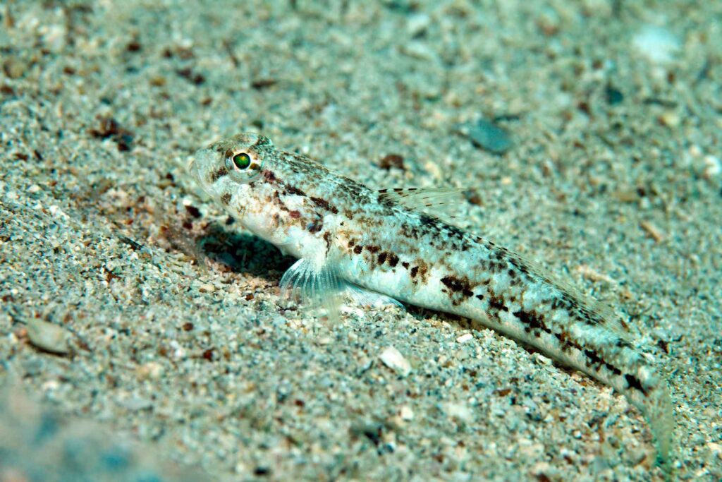 Slender goby