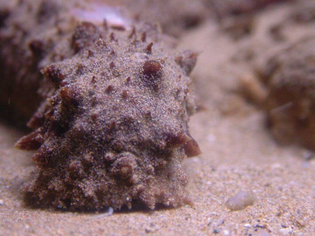 Sea cucumber