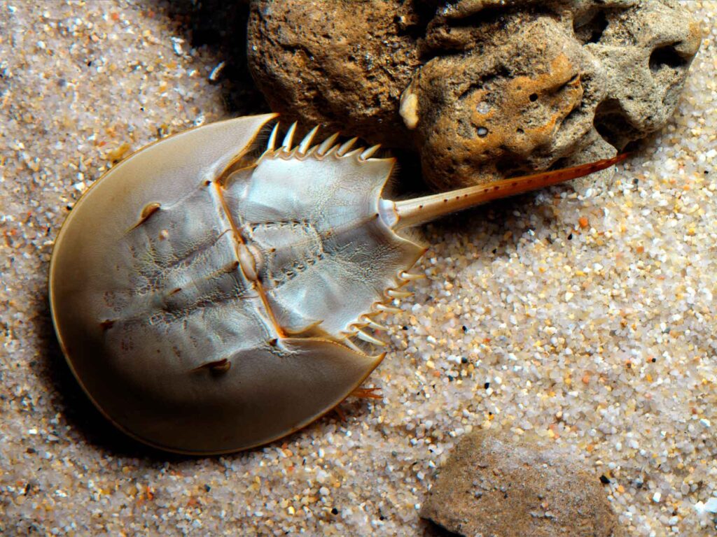 American horseshoe crab