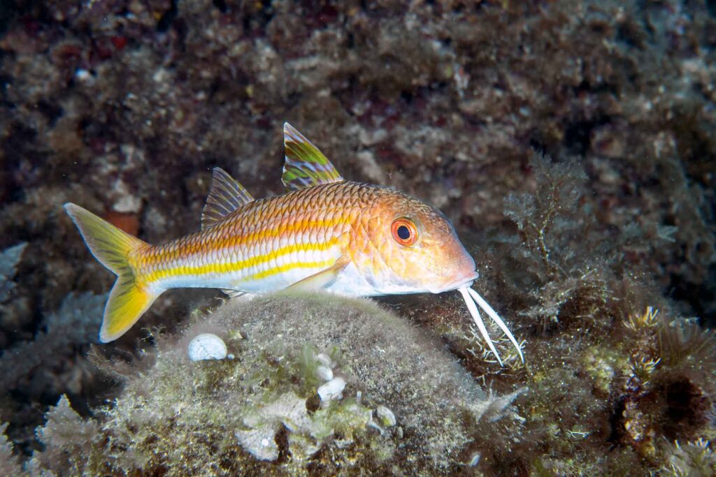 Striped red mullet