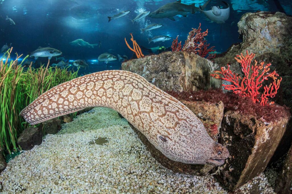 Mediterranean moray