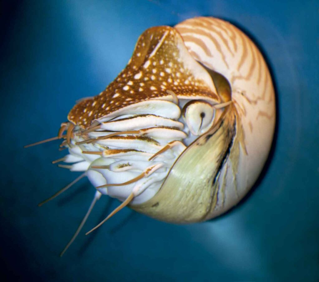 Nautilo