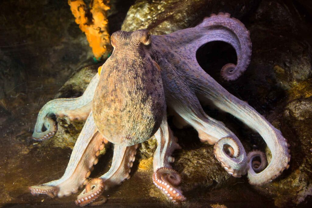 Common octopus - L'Aquàrium