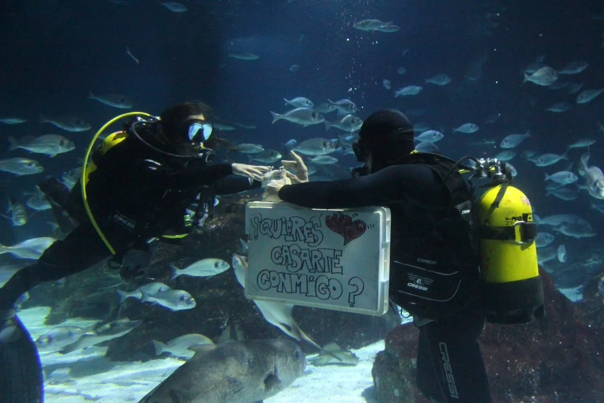 Couple plongeant parmi les requins pendant une demande en mariage
