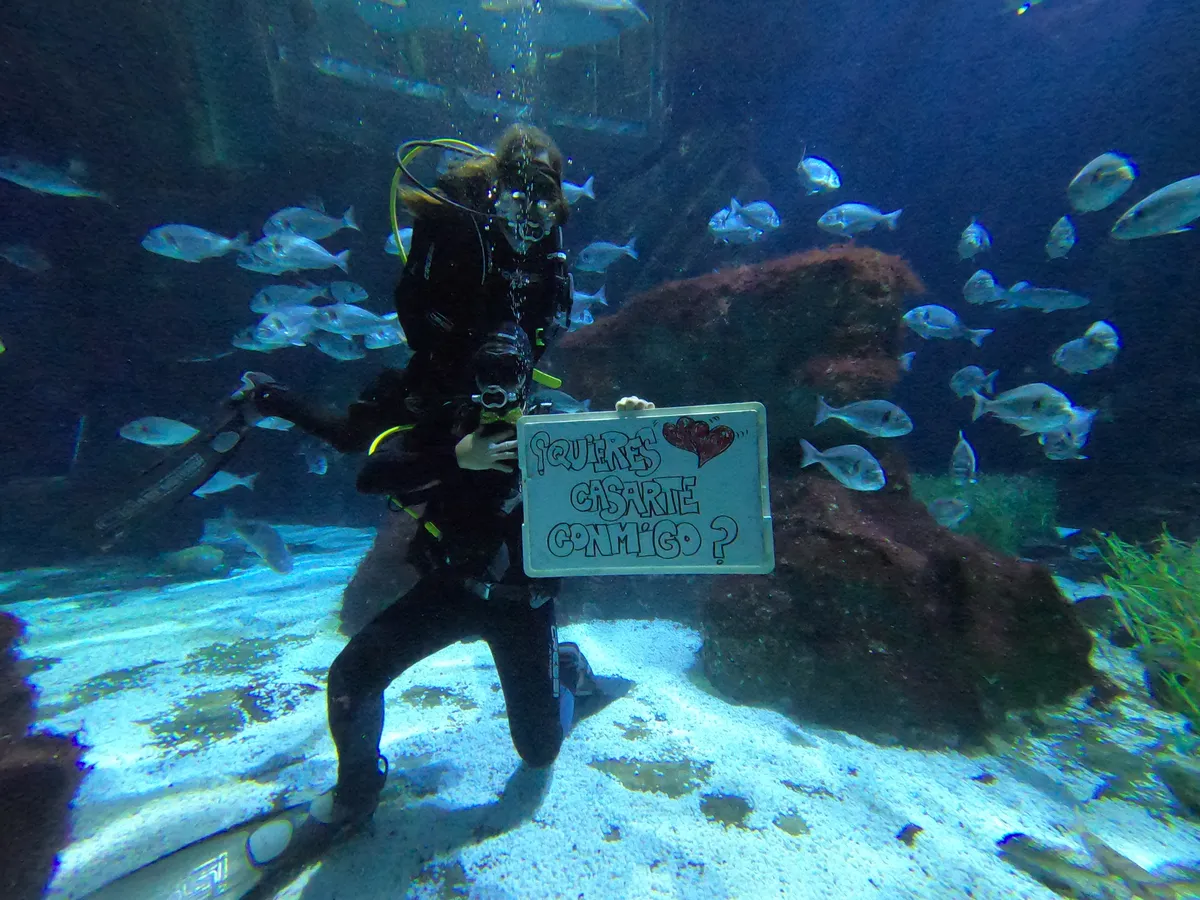 Demande en mariage avec performance sous-marine dans l’Océanarium