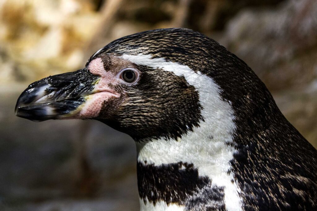 Humboldt penguin