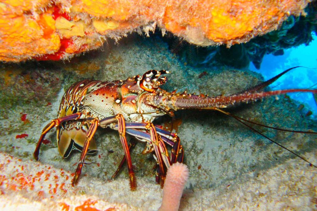 Spiny lobster