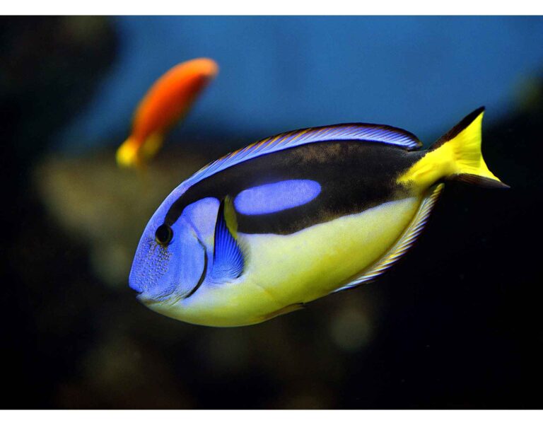 Palate Fish Palette surgeonfish - L'Aquàrium