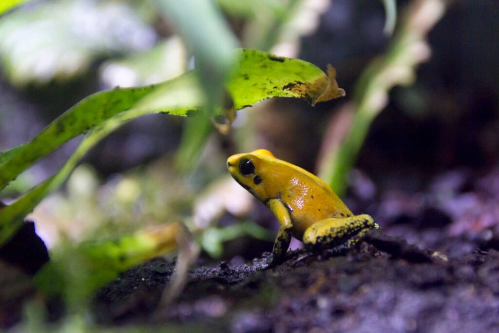 Dyeing poison dart frog