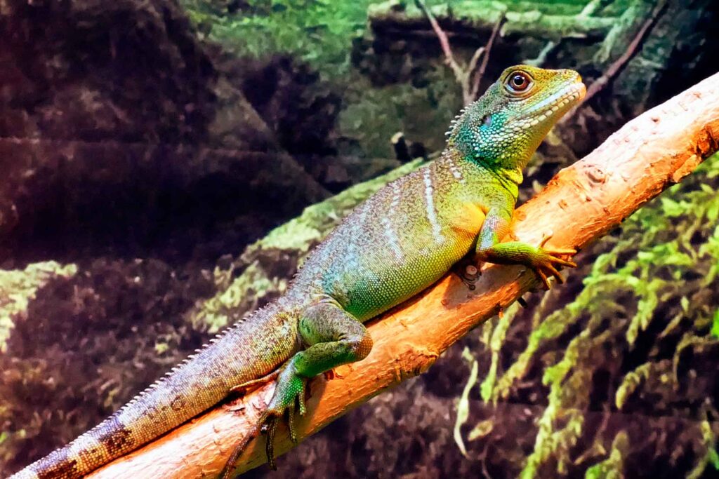 Chinese water dragon