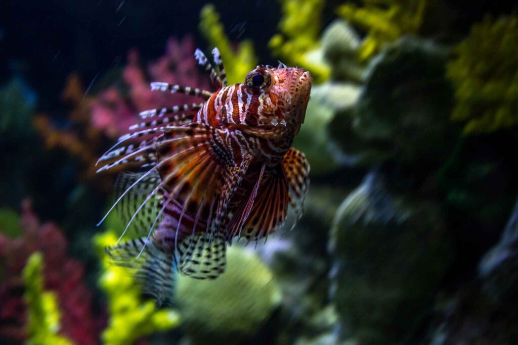 Pterois miles