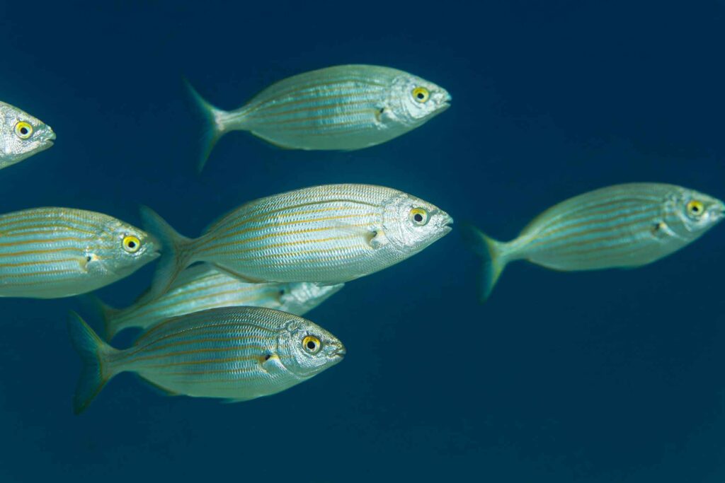 Sarpa salpa