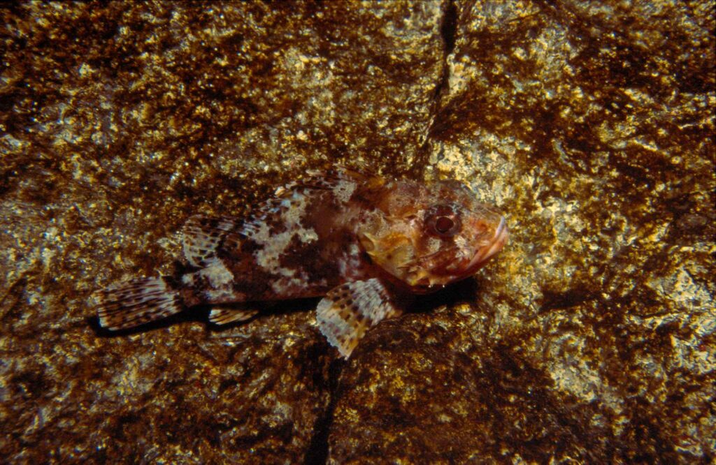 Black scorpionfish