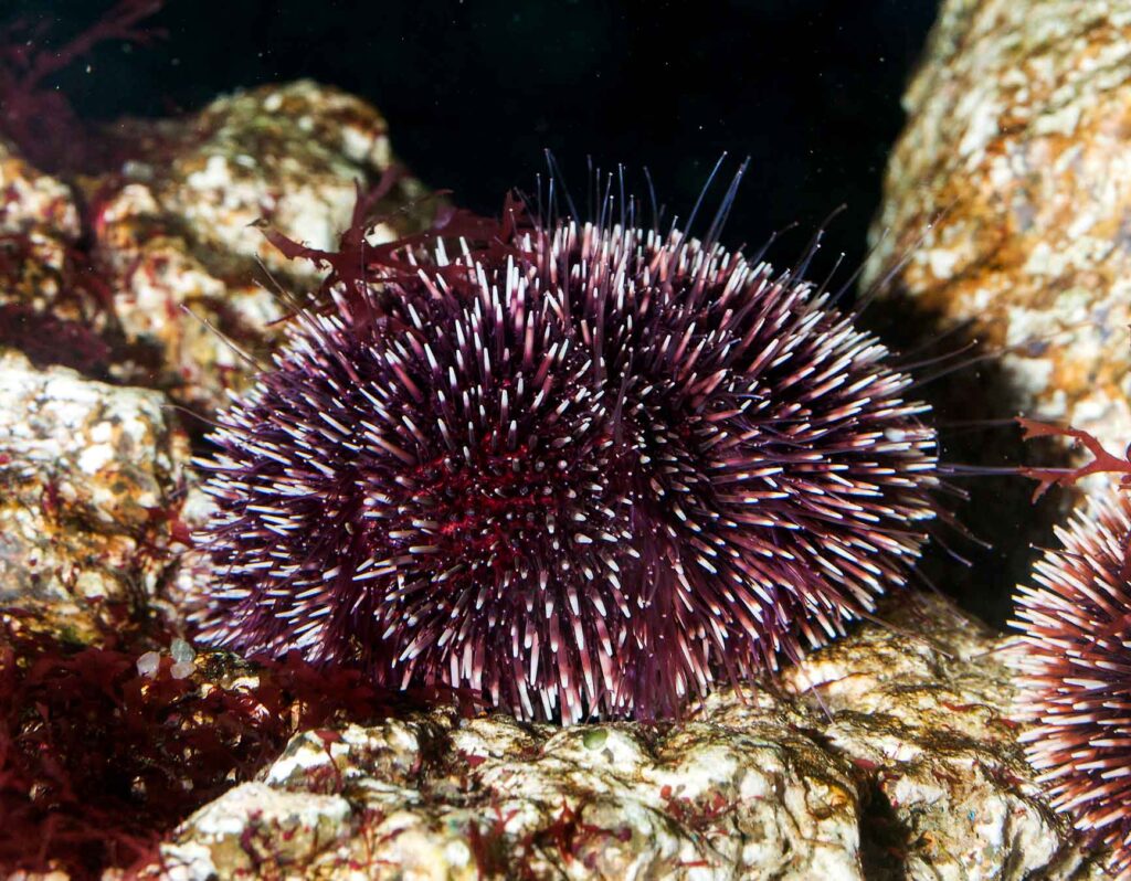 Violet sea urchin
