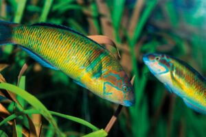 Thalassoma pavo