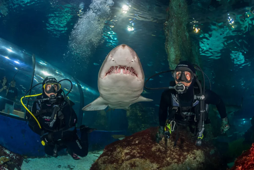 Descubriendo las experiencias con tiburones dos buceadores profesionales observan de cerca una de ellos dentro del túnel submarino en L’Aquàrium en Barcelona