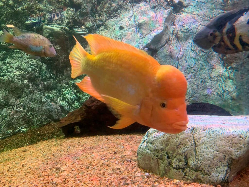 Midas cichlid