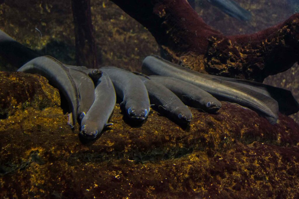 Eel