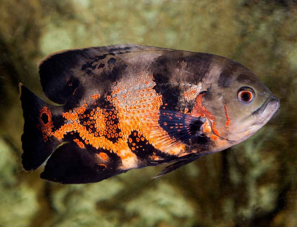 Astronotus-ocellatus