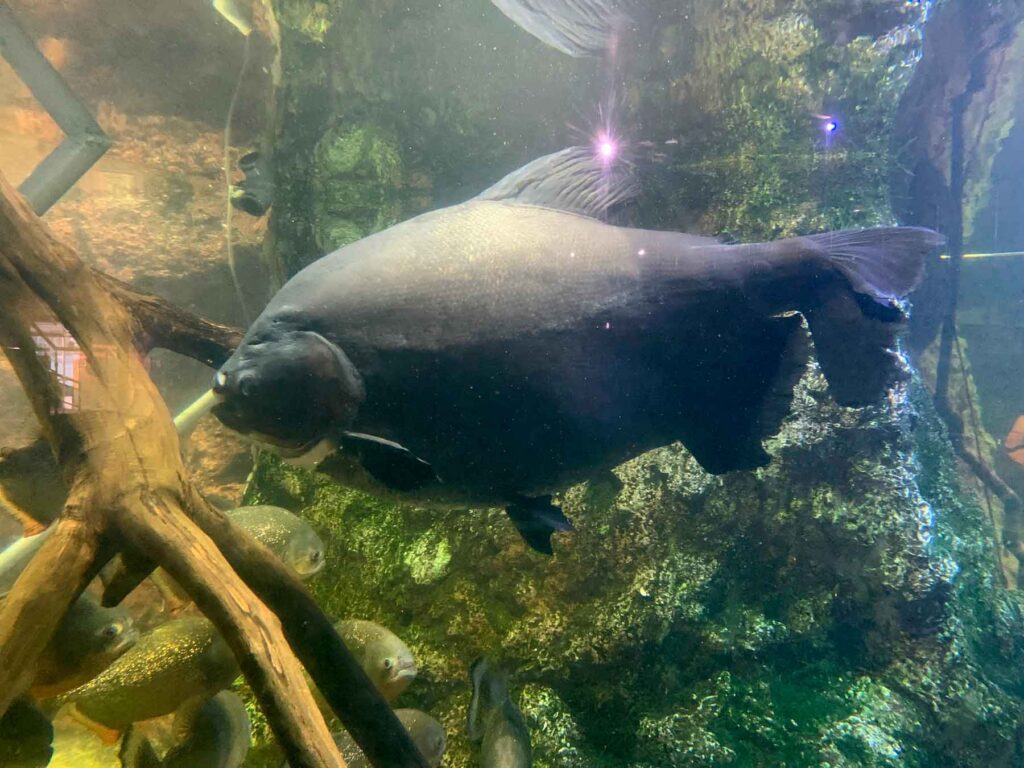 Pacu noir