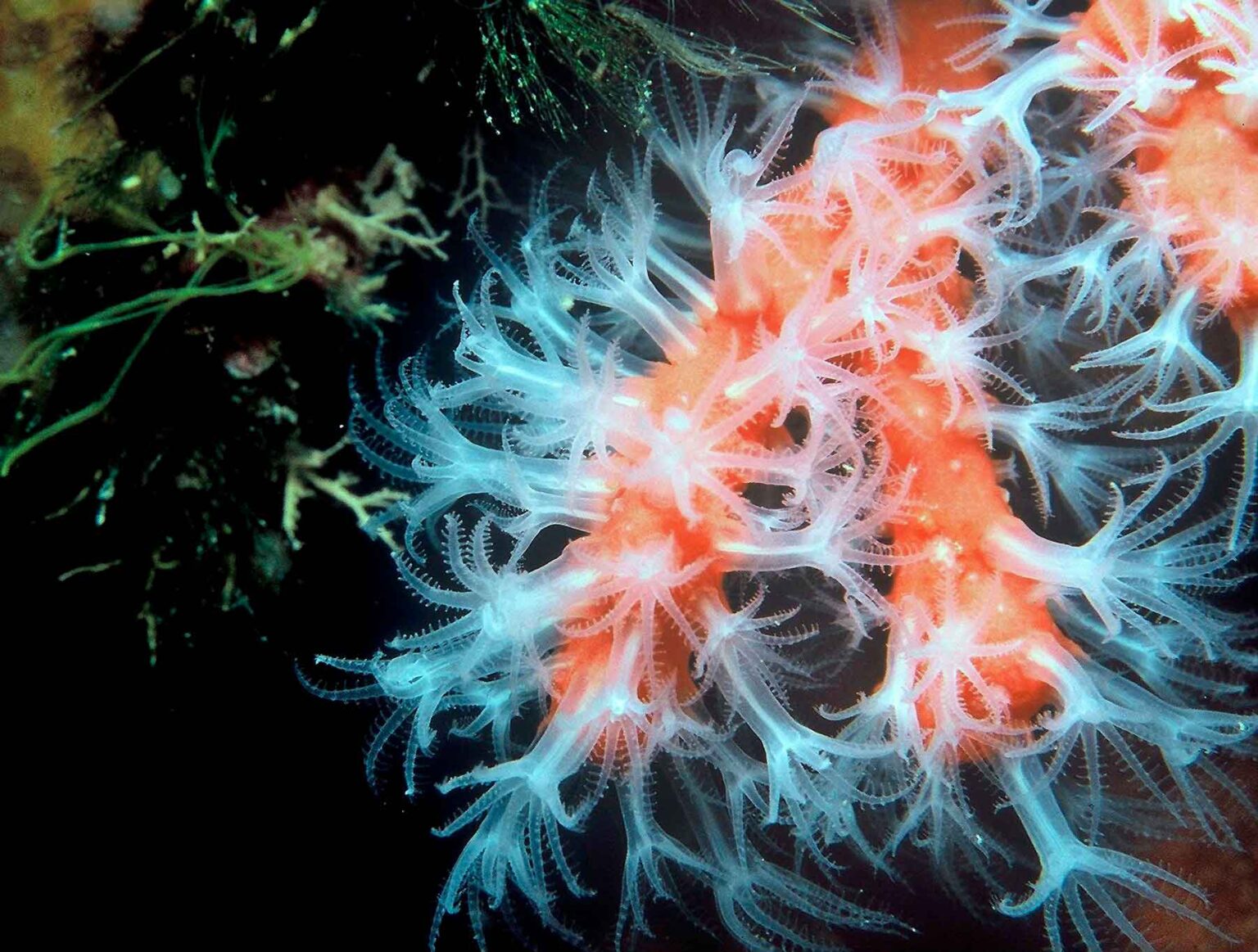 Coral rojo - L'Aquàrium