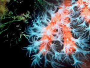 Corallium-rubrum-(1)