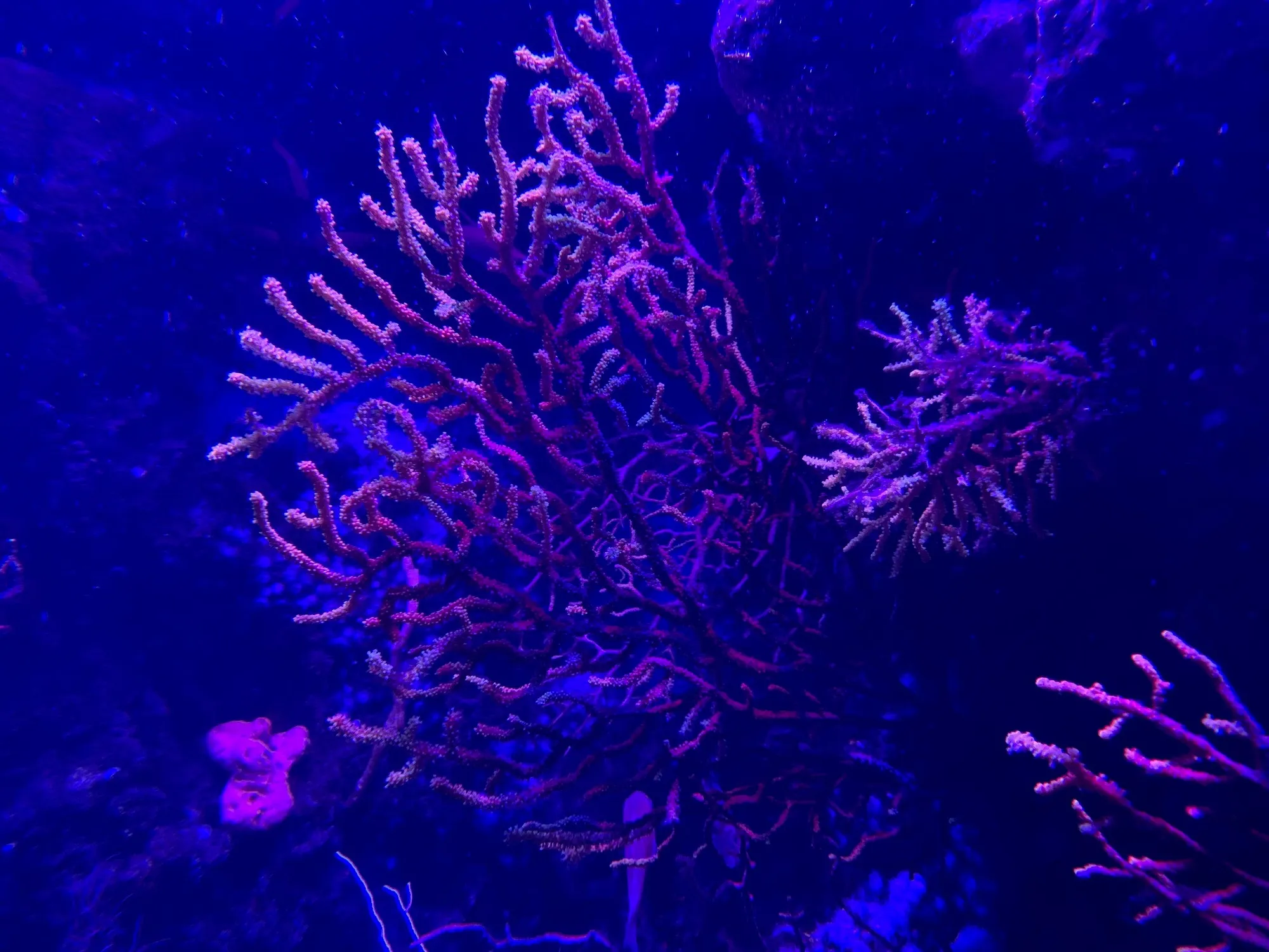 Comunidad Coral Rojo