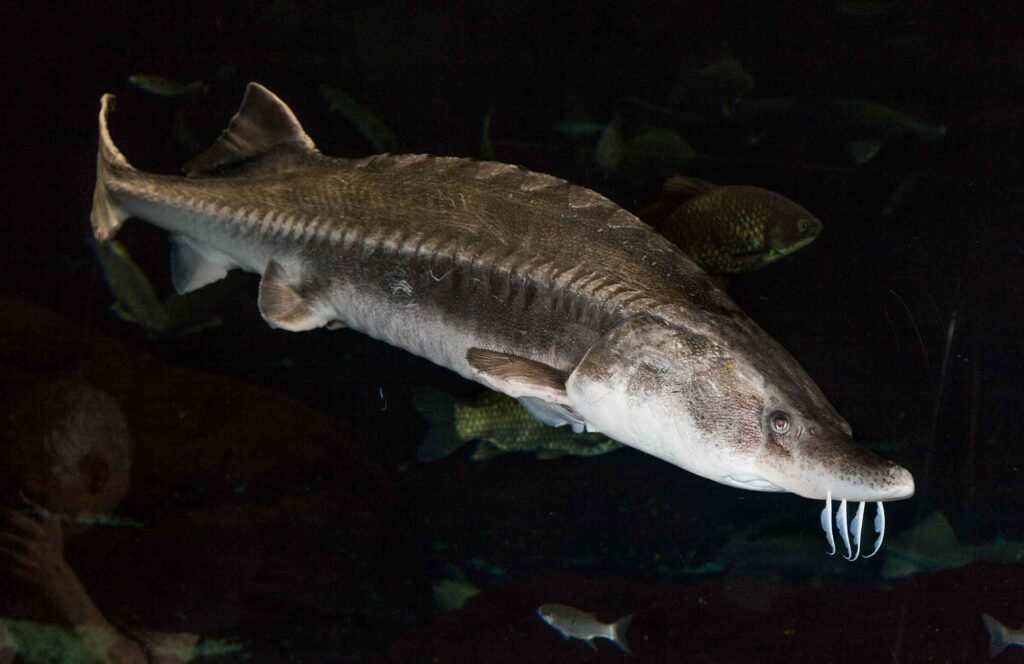 Beluga sturgeon