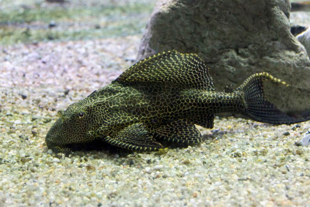 Pleco