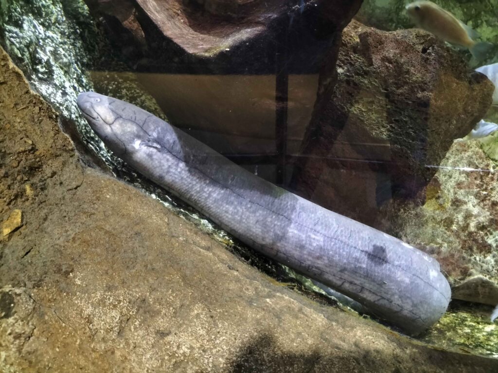 South American lungfish