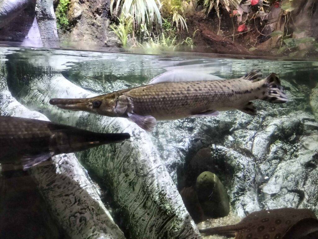 Spotted gar