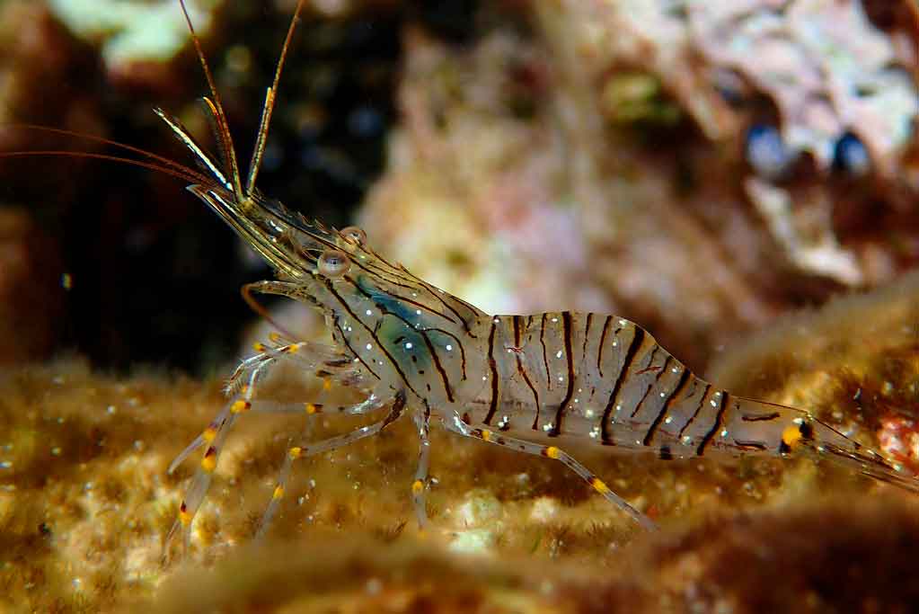 Common prawn