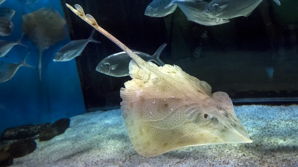 Mediterranean starry ray