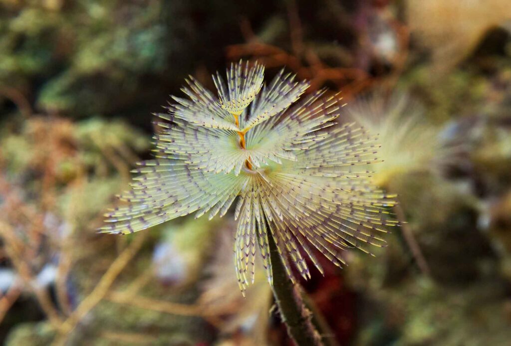 European fan worm