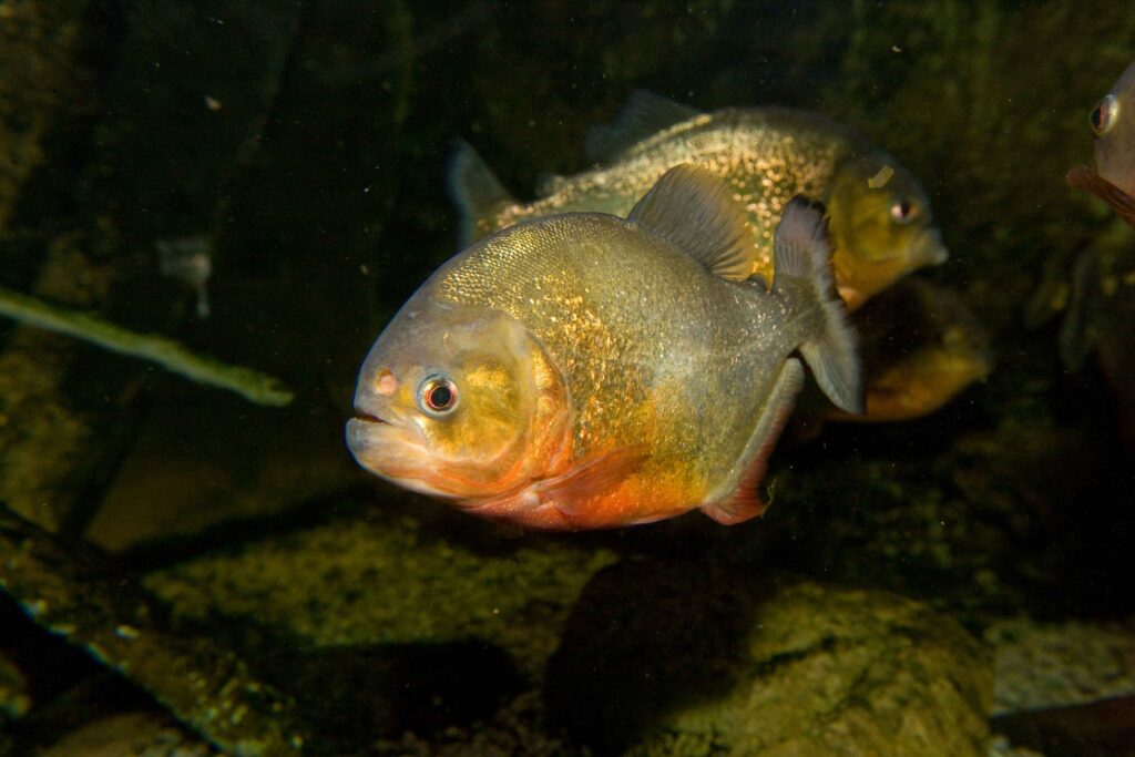 Piraña roja