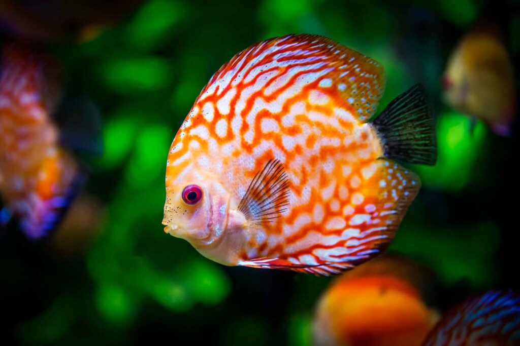 Symphysodon discus