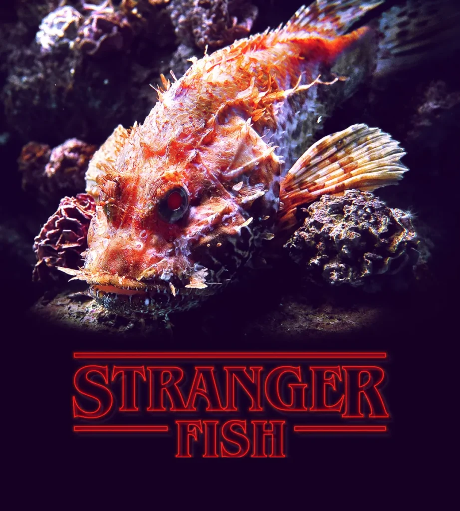 STRANGER FISH 2022