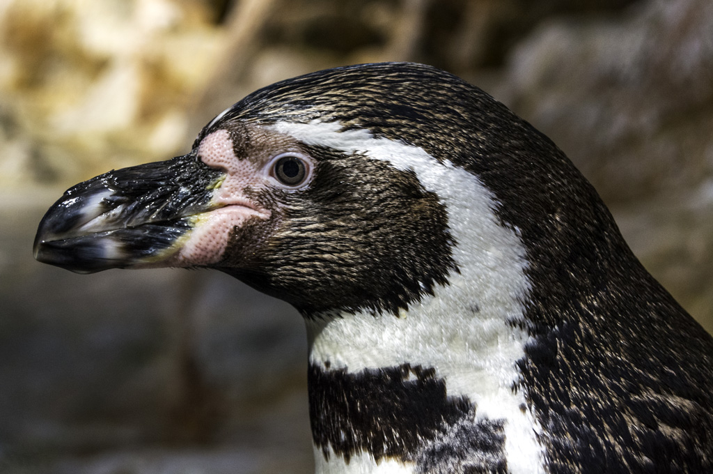 DIA DE LA CONSCIENCIACIÓ DEL PINGÜÍ