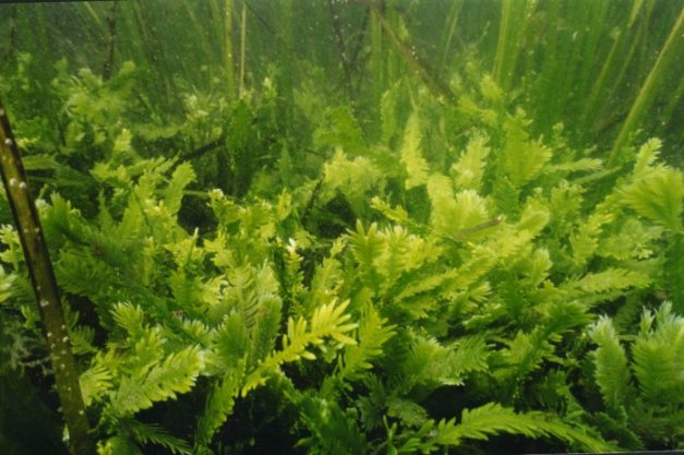 Caulerpa taxifolia, L'Aquàrium de Barcelona