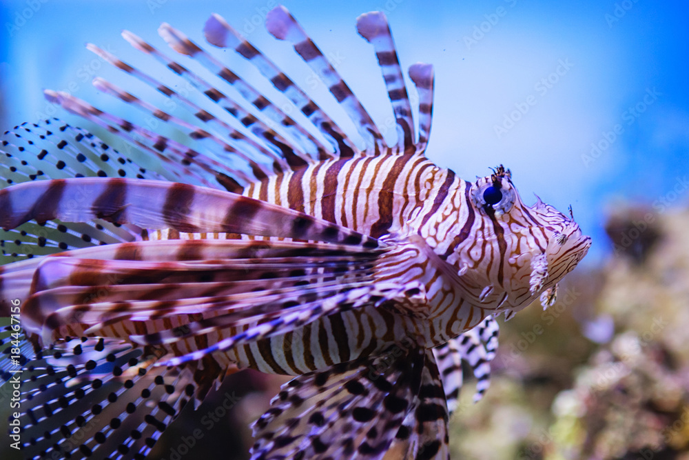 Peix escorpí (Pterois volitans), L'Aquàrium de Barcelona