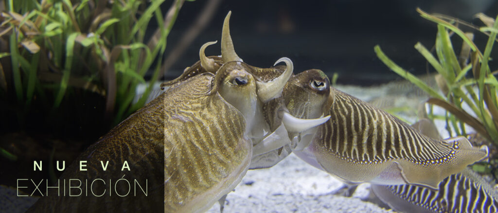 TANQUE PARA CONTEMPLAR LA REPRODUCCIÓN DE LAS SEPIAS EN L'Aquàrium