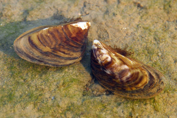 Muclo zebra (Dreissena polymorpha), L'Aquàrium de Barcelona