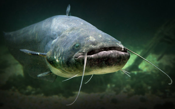 Silur (Silurus glanis), L'Aquàrium de Barcelona