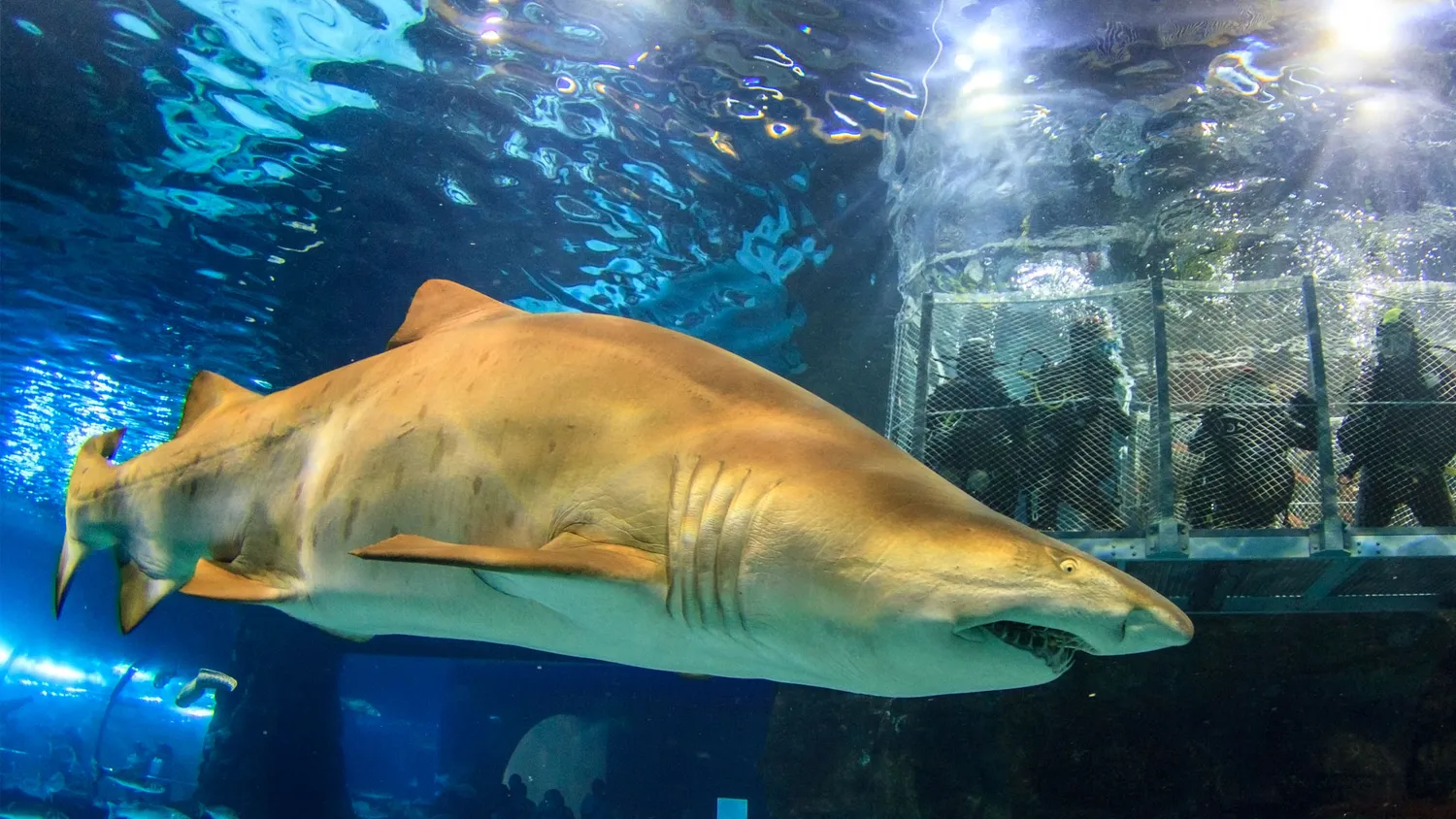 Buceo Tiburones L'Aquàrium