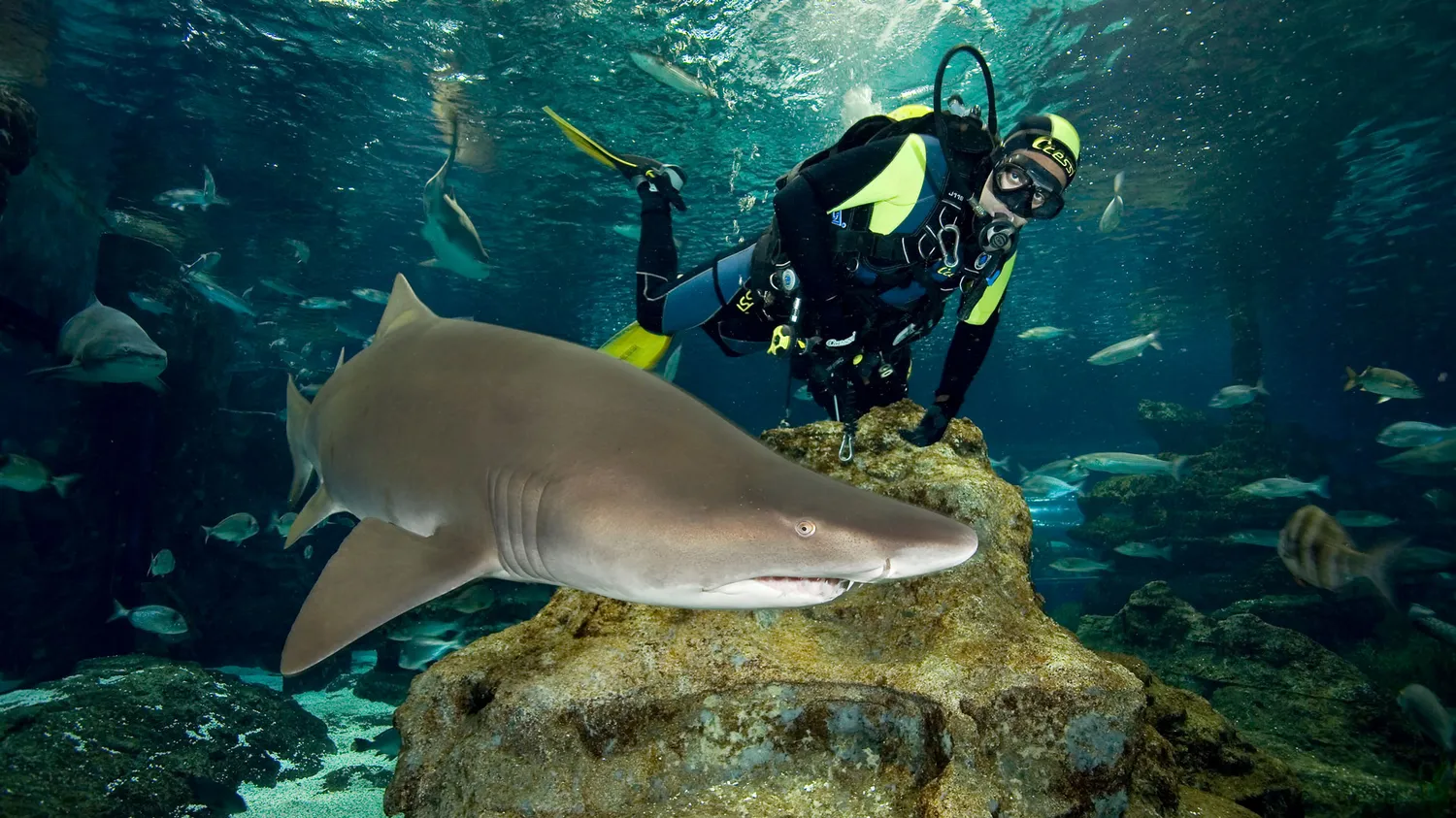Inmersión con tiburones L'Aquàrium