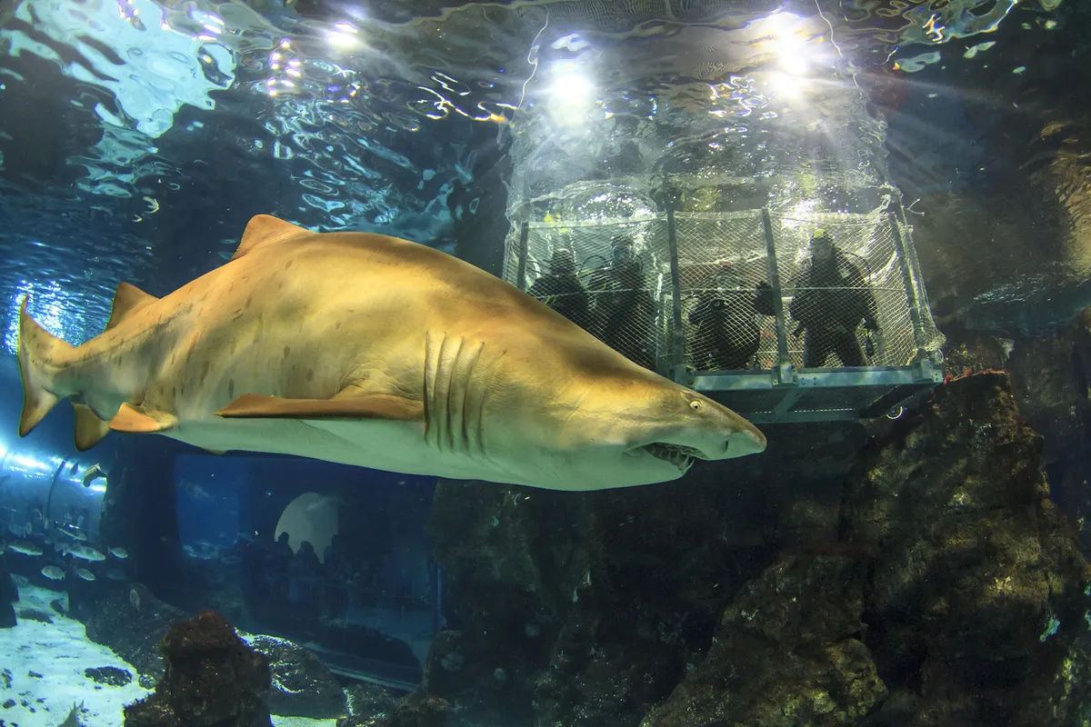 Tiburón nada cerca del cristal del Oceanario, imagen asociada a la experiencia de submarinismo supervisado para eventos.