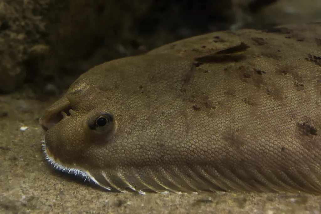 Observación de un pez plano moteado en el fondo marino, con ambos ojos en un mismo lado, durante una investigación.