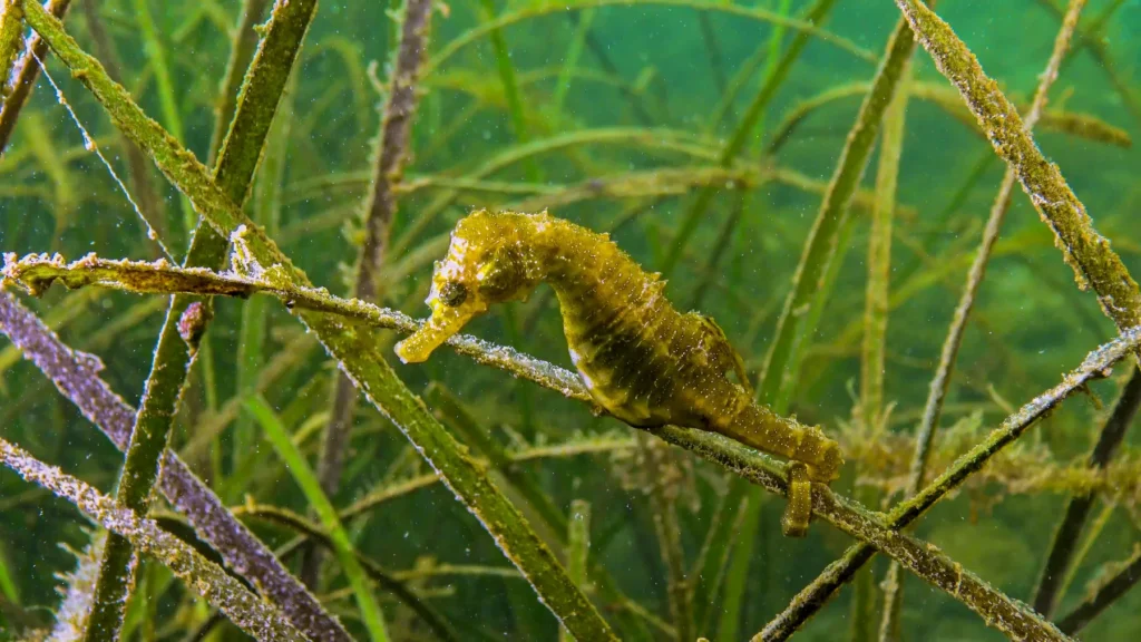 Observación de un caballito de mar de color verde nadando entre plantas en el fondo marino para estimular curiosidad científica.